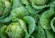 Frunzele de varză crudă sunt remedii excelente pentru durerile de articulații, inflamații și anumite afecțiuni ale pielii