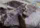 Descoperire impresionantă, în România: a fost găsită o pădure fosilizată