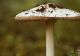 Cea mai periculoasă ciupercă din România! Seamănă cu cele comestibile. Cum o poți recunoaște