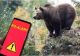 Alertă de urs în Sinaia. Autoritățile au emis un mesaj RO-ALERT, după ce animalul sălbatic a fost observat aproape de Castelul Peleș
