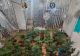 Percheziții antidrog în Drobeta Turnu Severin și Breznița-Ocol: plante de canabis și droguri pregătite pentru vânzare, ridicate de anchetatori