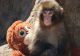 Abandonat la naștere, și-a găsit un companion pe viață. Povestea emoționantă a puiului maimuță care a inspirat Japonia - VIDEO