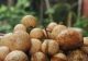 Fructul exotic „ochiul dragonului” câștigă popularitate: ce beneficii are longanul pentru sănătate