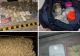Rețea de droguri din Oradea care alimenta elevi cu droguri, destructurată. Nouă persoane au fost arestate