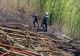 Incendiu masiv de vegetație în județul Hunedoara: 15 hectare de litieră și pășune împădurită, afectate