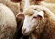 Efectele conflictului din Orientul Mijlociu ar putea fi resimțite la exporturile de ovine după Paște. Avertisemntul DSVSA Buzău