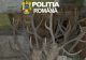Percheziții de amploare în Arad: arme ilegale, muniție și sute de trofee descoperite. Patru suspecți, reținuți