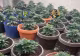 Culturi de cannabis ca în filme, găsite la Măgurele. Ghivece, fertilizanți și echipamente speciale, ridicate de procurori