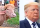 Un bivol albinos botezat „Donald Trump” face senzație pe rețelele sociale în Bangladesh. Oamenii îl aseamănă cu liderul american - VIDEO
