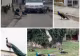 Oraș terorizat de păuni, în Italia. Oamenii nu mai dorm noaptea, iar păsările au ajuns să atace mașinile – VIDEO
