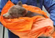 Un pui de urs abandonat și deshidratat a fost salvat de pe traseul Brașov Marathon