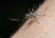 De ce te înțeapă țânțarii? Factorii pentru care aceste insecte sunt mai atrase de anumite persoane