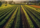 Cum aterizează miliardele de la UE direct la șeici. România apare în mega-afacerea cu terenuri agricole