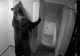Panică maximă, un urs a intrat într-un hotel din Poiana Brașov. Angajații: „La 112 ni s-a spus că ursul nu este o urgență” - VIDEO
