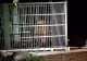 O ursoaică a fost eutanasiată la Brașov după ce s-a întors din nou în cartierele orașului