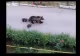 Alertă RO-Alert în Târgu Mureș: ursoaică cu pui, văzută pe o stradă din oraș