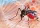 Europa ar putea deveni zonă de risc pentru virusul chikungunya. Cercetătorii avertizează asupra efectelor schimbărilor climatice
