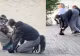 Scene halucinante la Cluj: două tinere în costume de animale, filmate „în patru labe” în parc. Internetul a luat foc. VIDEO
