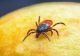 Mare atenție la căpușe! Specialiștii au identificat tulpini rare ale bacteriei transmise de insecte. Care sunt simptomele și când apar