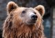 Turistă din Ucraina, rănită după un atac al unui urs pe Transfăgărășan. Tânăra de 18 ani a ajuns la spital