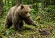 Viperele și urșii au început să coboare direct pe poteci. Avertisment serios pentru turiști de la Salvamont