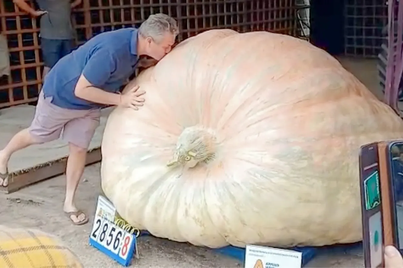 dovleac record           