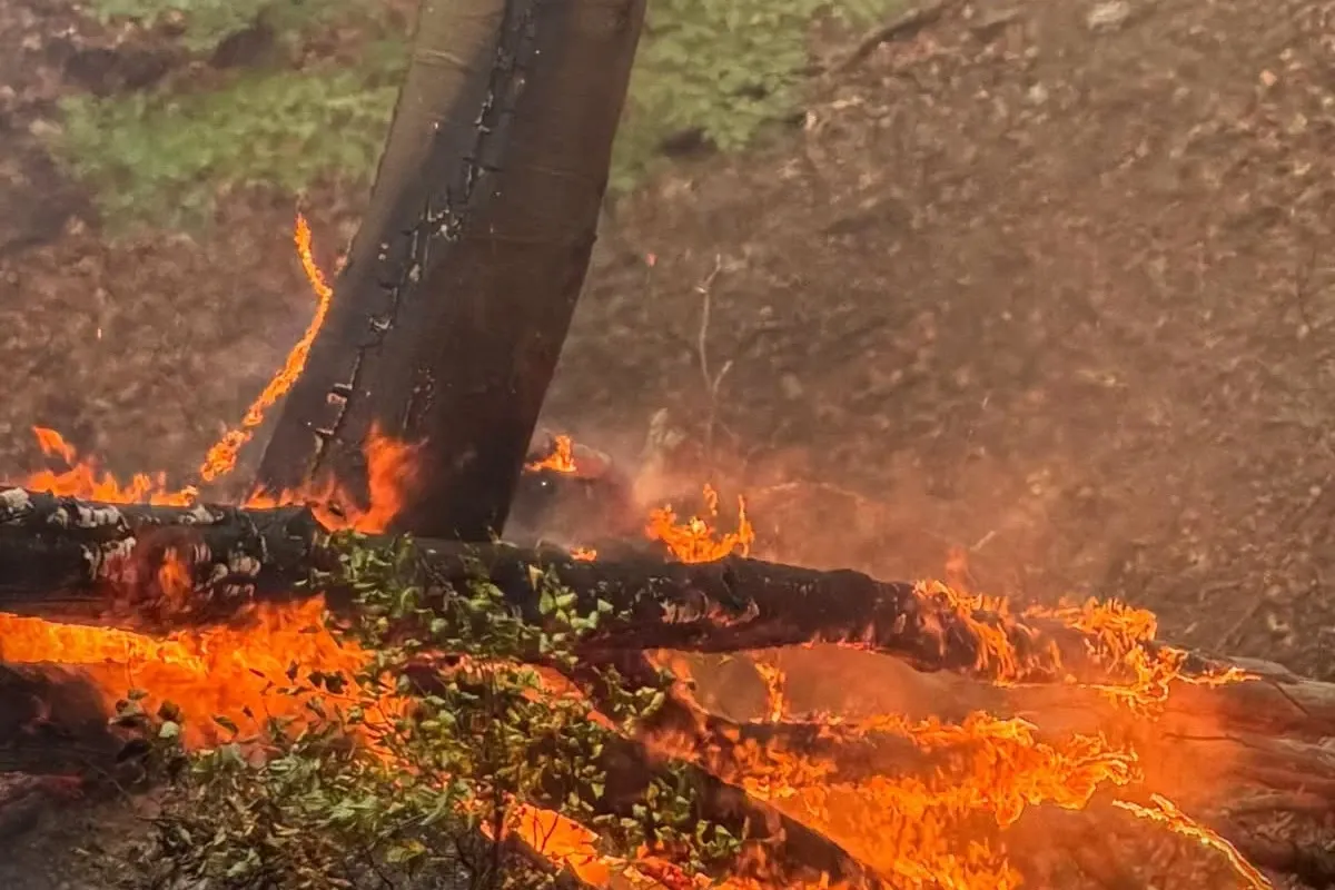 Incendiu pădure/ Foto: Facebook Romsilva 