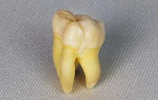 Foto: science.discovery.com