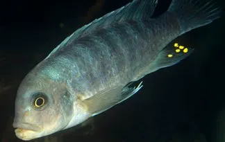 Foto: science.discovery.com