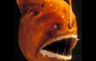 Foto: science.discovery.com