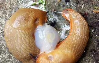 Foto: science.discovery.com