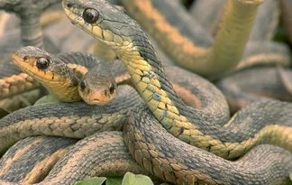 Foto: science.discovery.com