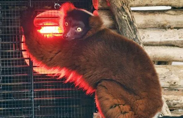 Foto: AP