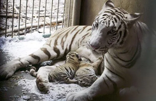 Foto: AP