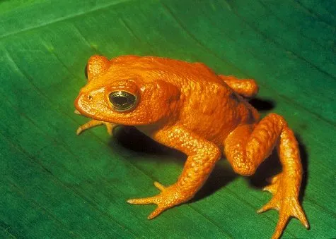 Foto: ecoworldly.com