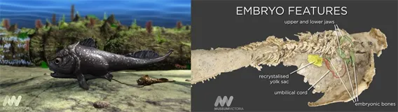 Foto: Mongabay.com