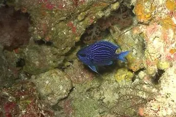 Foto: Mongabay.com