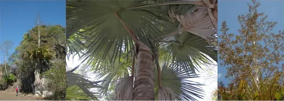 Foto: Mongabay.com