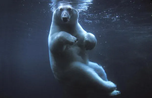 Sursa:  Amos Nachoun/Barcroft USA