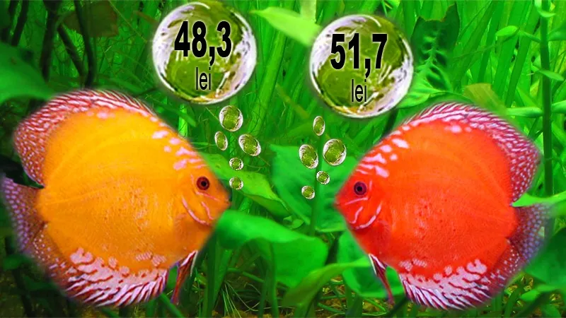 guppy