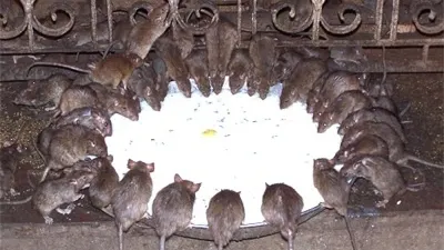 Templul Karni Mata