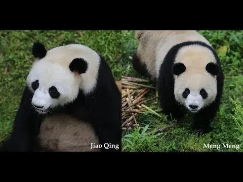 Urși panda gigant