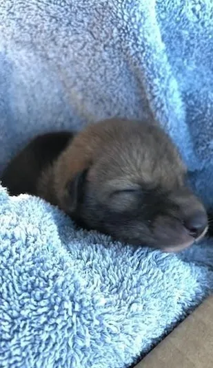 Credea că a dat peste un puiuț de câine. Când colo, în fața lui era un animal extrem de periculos