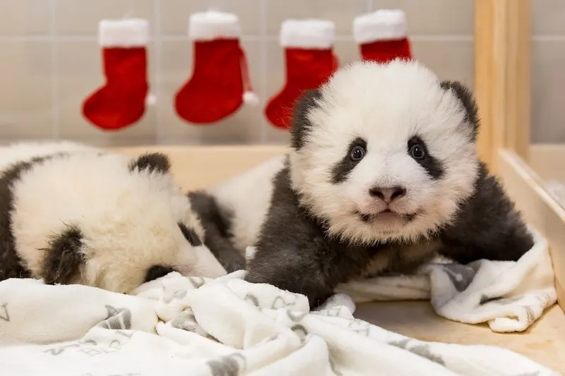Urși panda gigant Zoo Berlin