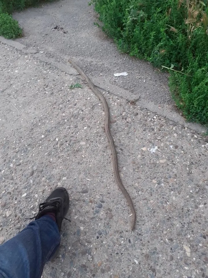 FOTO | Șerpi uriași pe străzile din Constanța și Mehedinți – poza 2