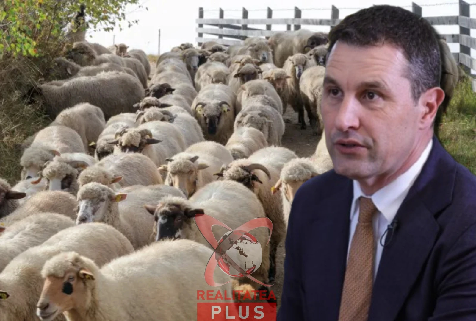 Ministrul Agriculturii, despre pesta micilor rumegătoare:”România trebuie să-și păstreze poziția de cel mai mare exportator de ovine din UE”